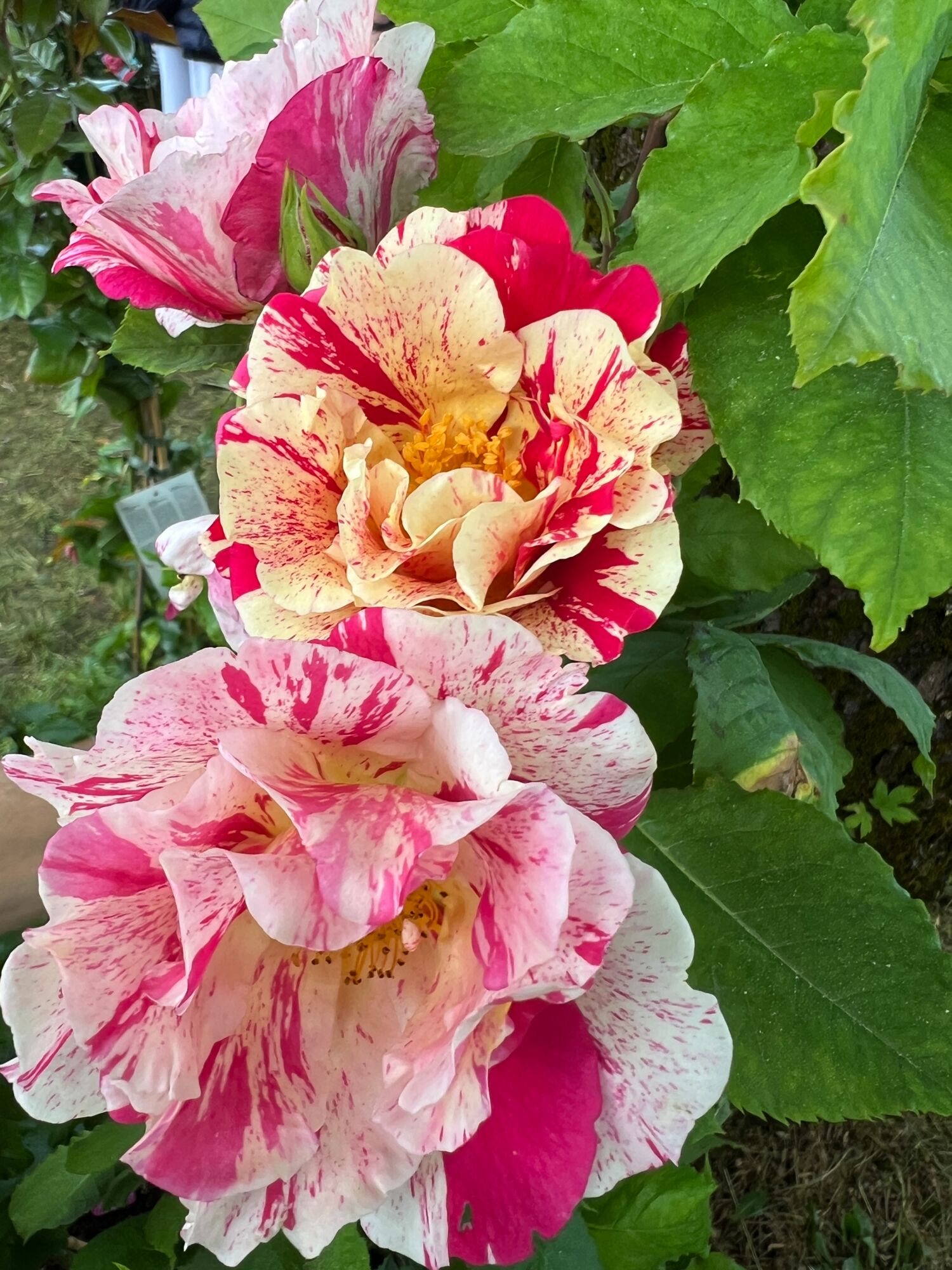 Rosenblüten auf den Fürstenfelder Gartentagen die Lieblingsrose von Schreinerei Schuster aus Sulzemoos - vertreten durch die Zirbenbettenmanufaktur im Wohnwerkhaus