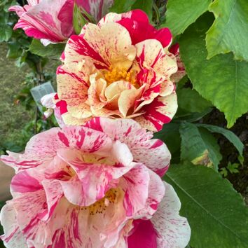 Rosenblüten auf den Fürstenfelder Gartentagen die Lieblingsrose von Schreinerei Schuster aus Sulzemoos - vertreten durch die Zirbenbettenmanufaktur im Wohnwerkhaus